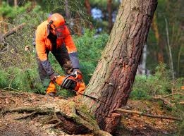 Best Stump Grinding and Removal  in Turtle Creek, PA