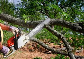 Best Commercial Tree Removal  in Turtle Creek, PA