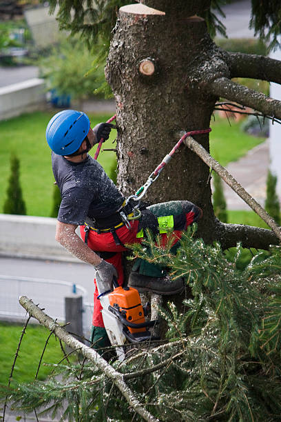 Best Emergency Tree Removal Services  in Turtle Creek, PA