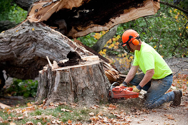 Best Tree Mulching Services  in Turtle Creek, PA