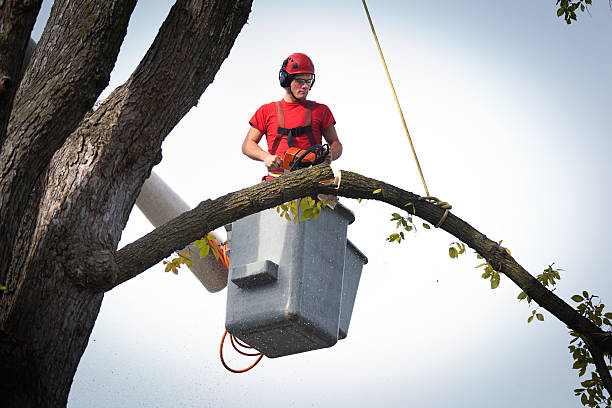 Best Residential Tree Removal  in Turtle Creek, PA