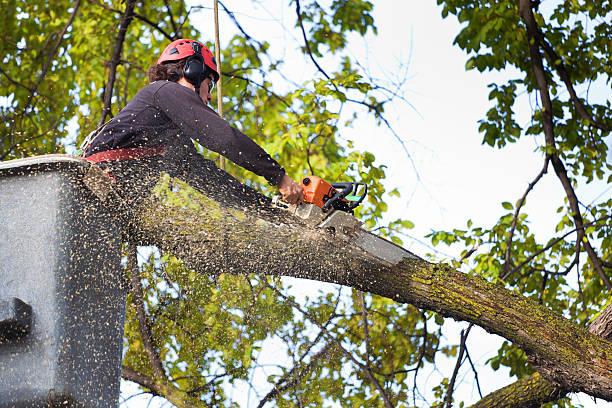 Best Firewood Processing and Delivery  in Turtle Creek, PA